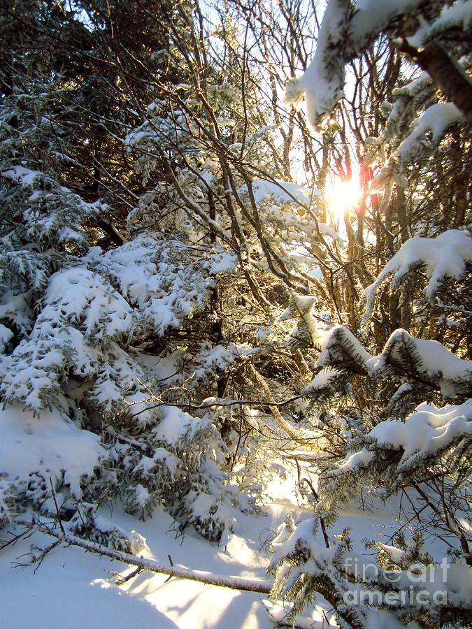 Enchanted Winter  Photograph by Cynthia  Clark