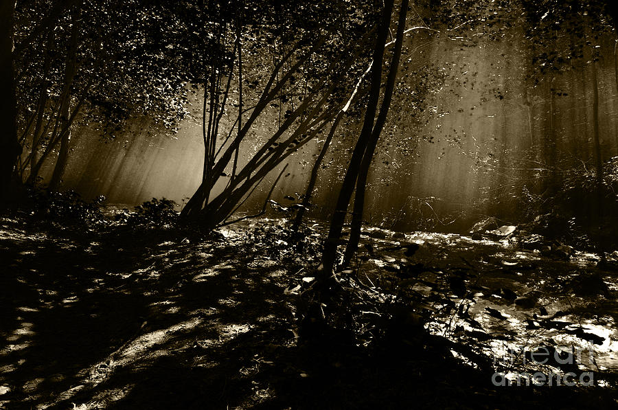 Enchanted wood by Simona Ghidini Enchanted wood by Simona Ghidini
