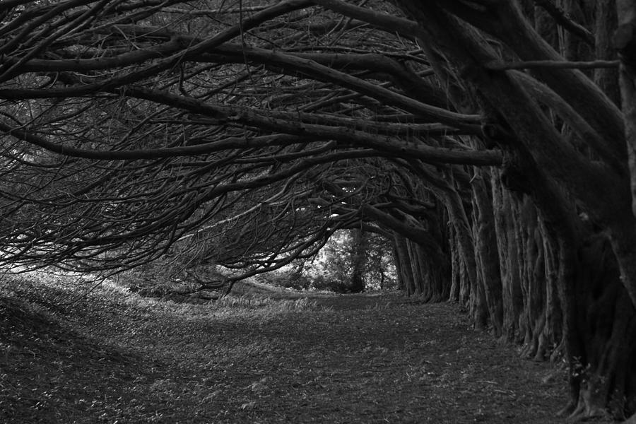 Enchanted Yews 1 Photograph by Denise Mazzocco | Fine Art America