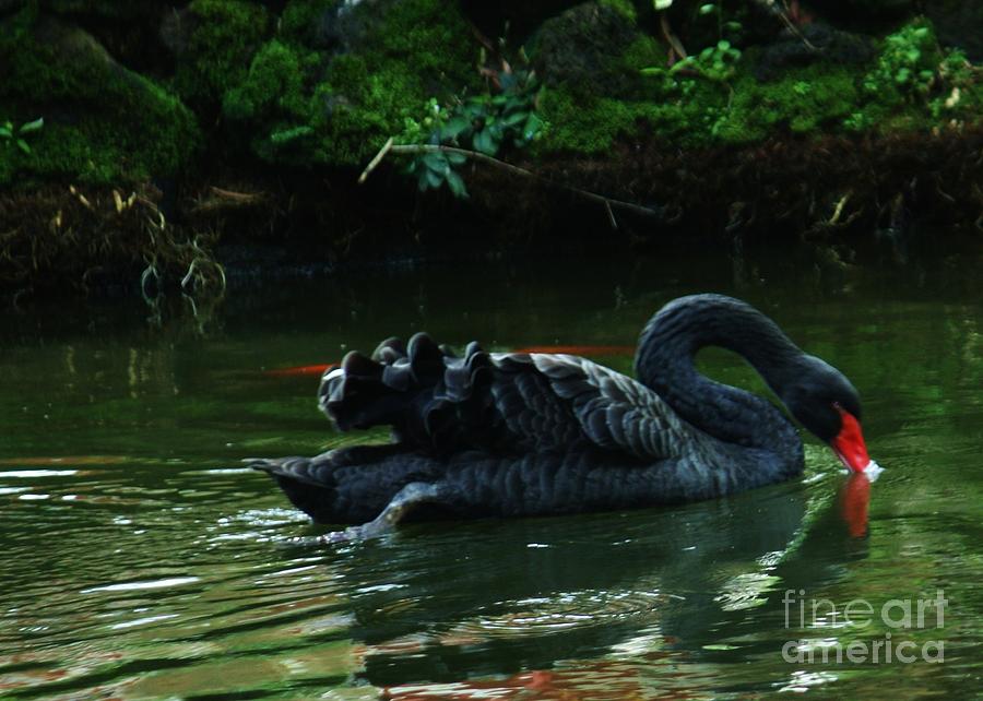 Swan Photograph - Enchanting Black Swan by Craig Wood