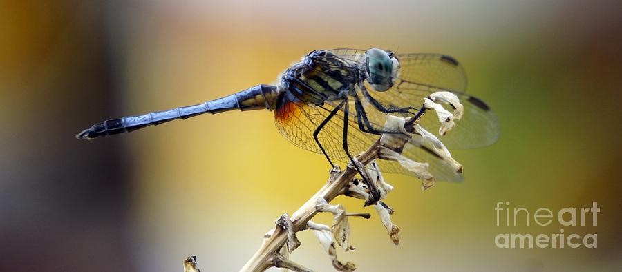 Enchanting Dragonfly Photograph by Lilliana Mendez