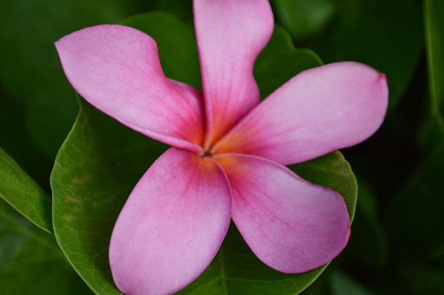 Enchanting Pink Plumeria Photograph by Tiffany Baltrus