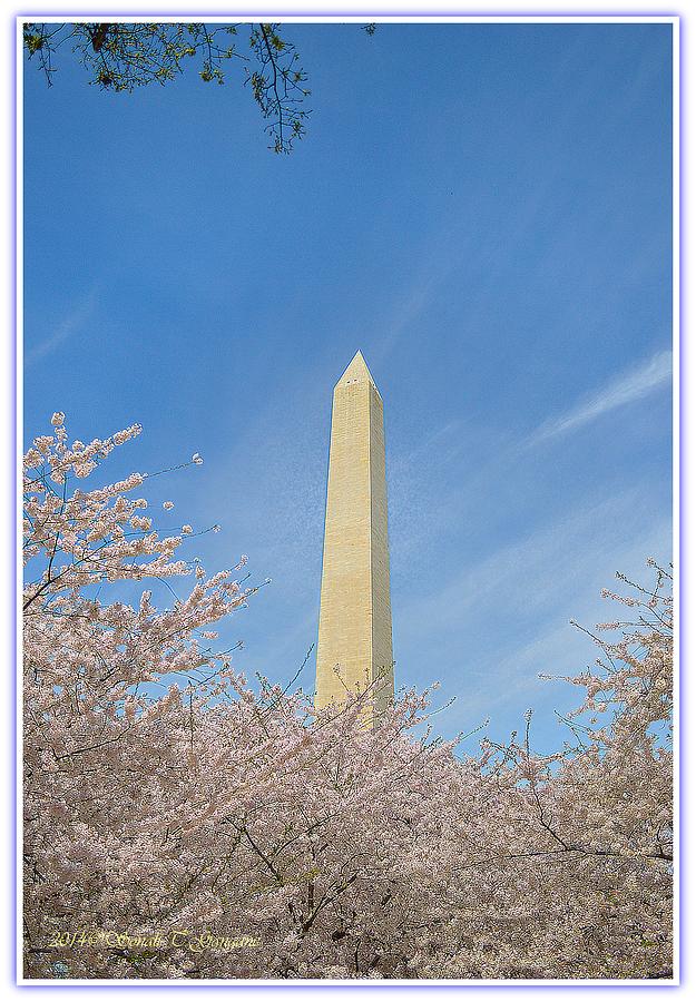 Washington Monument Photograph - Enchanting Spring in Washington by Sonali Gangane