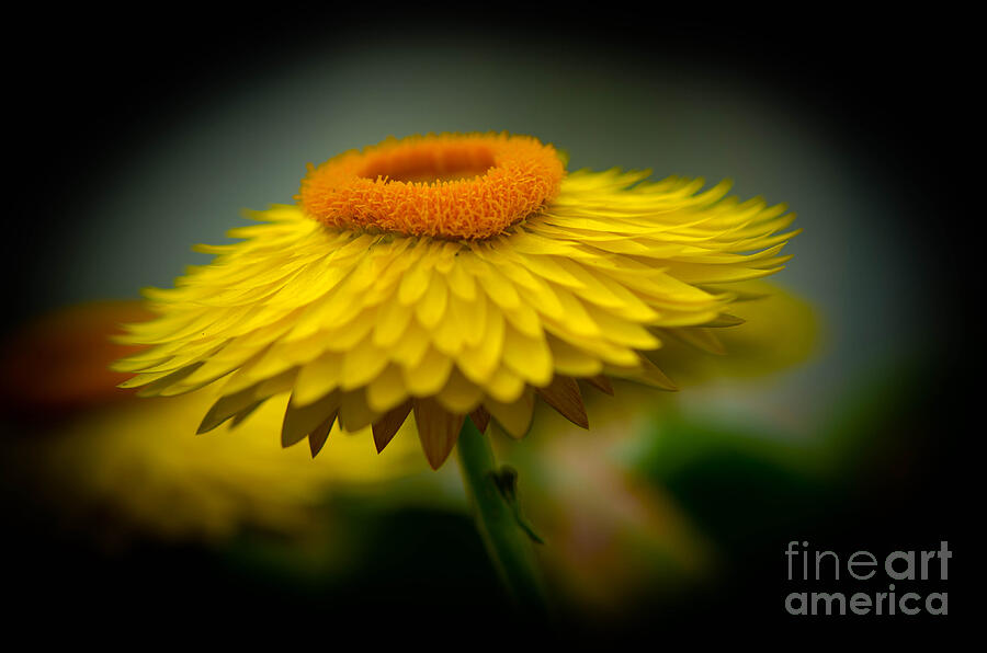 Enchanting Yellow Flower Photograph by Michael Moriarty Enchanting Yellow Flower Photograph by Michael Moriarty