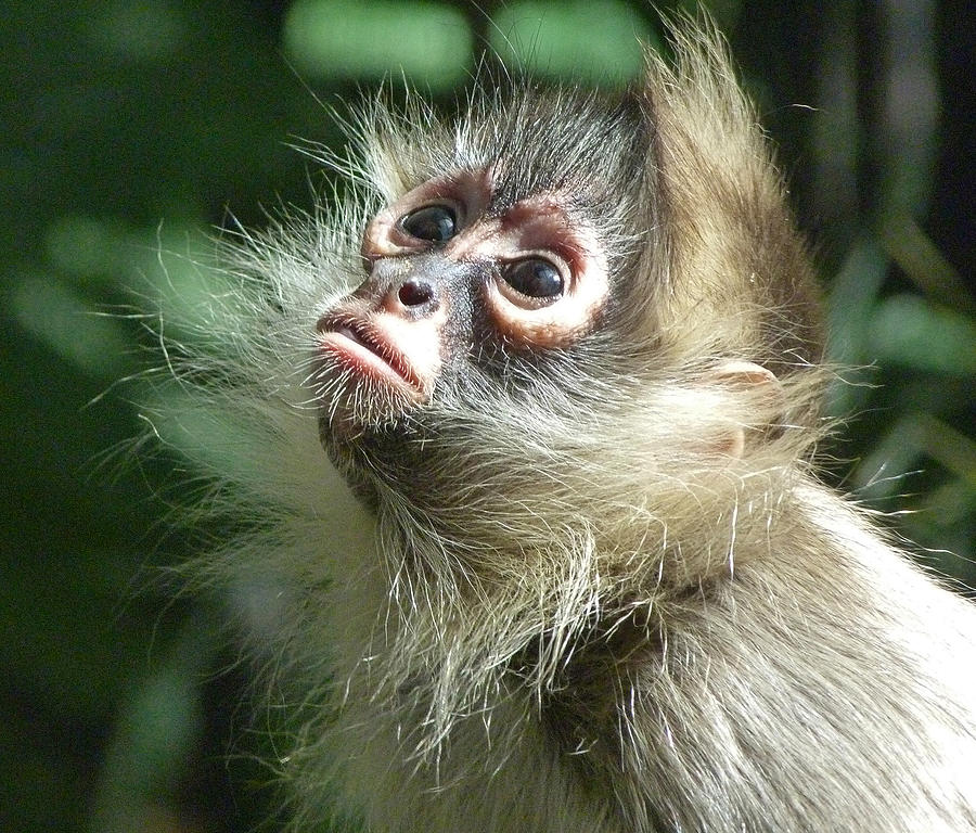 Monkey Photograph - Enchanting Young Spider Monkey by Margaret Saheed