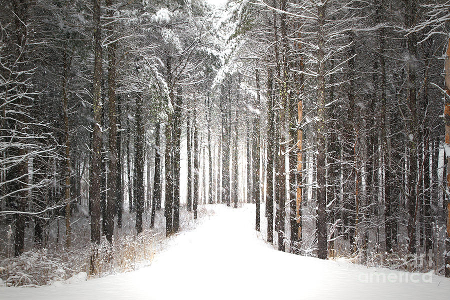 Winter Photograph - Enchantment by Brenda Giasson