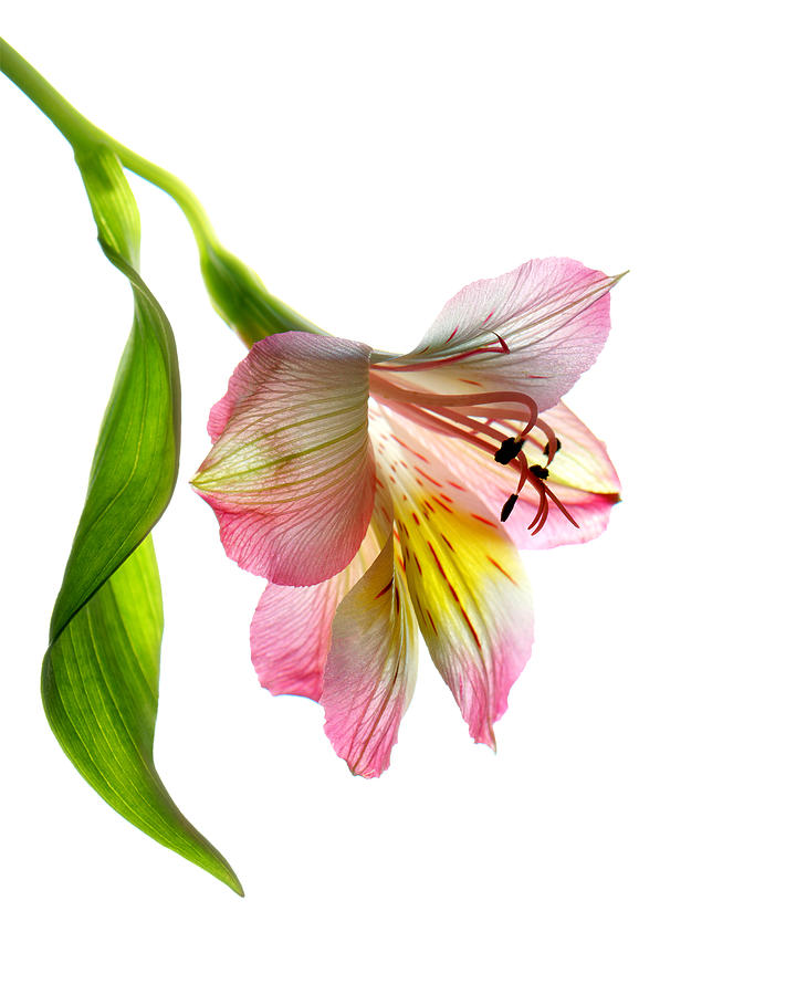 Flower Photograph - Enchantment by Deborah J Humphries