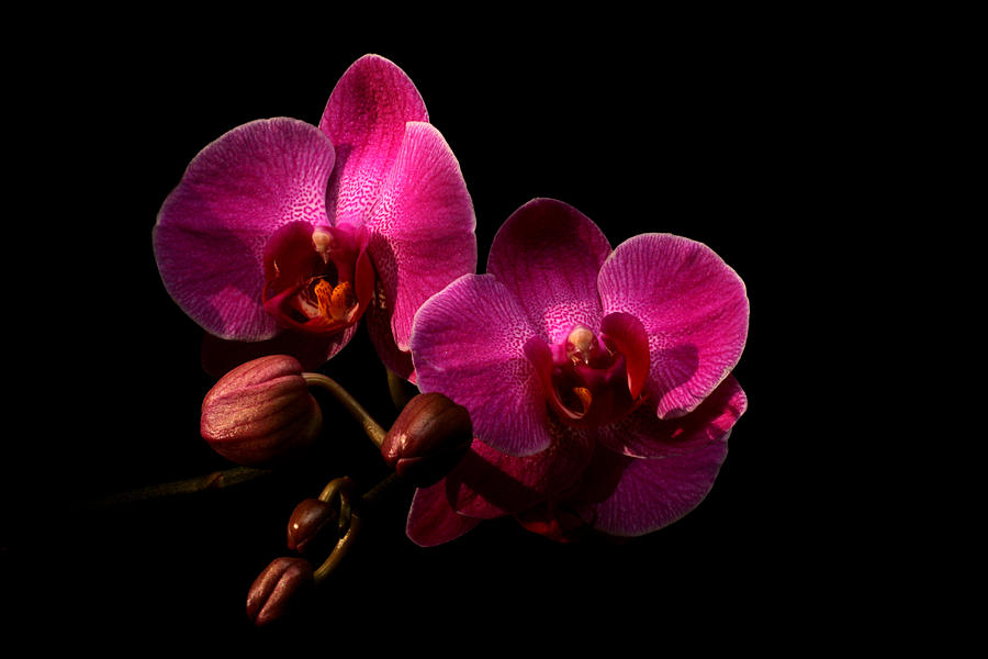Orchid Photograph - Enchantment by Doug Norkum