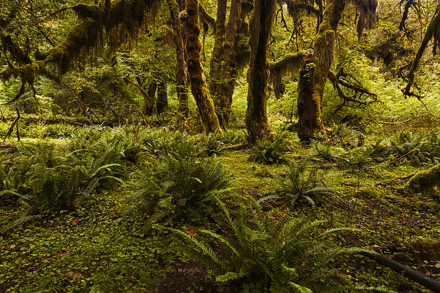 Olympic National Park Photograph - Enchantment by Mark Kiver