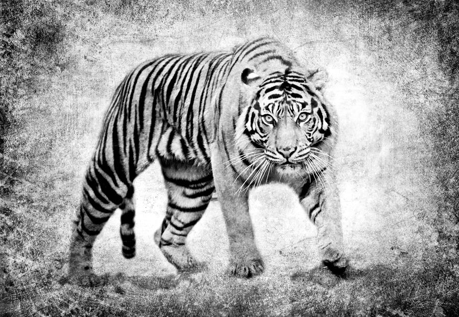 Tiger Photograph - Encounter II by Athena Mckinzie