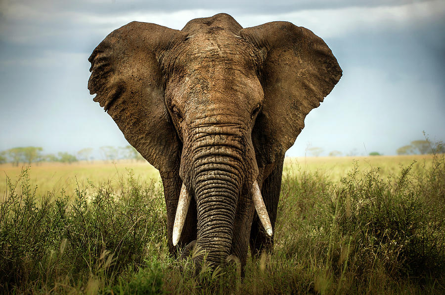 Nature Photograph - Encounters In Serengeti by Alberto Ghizzi Panizza