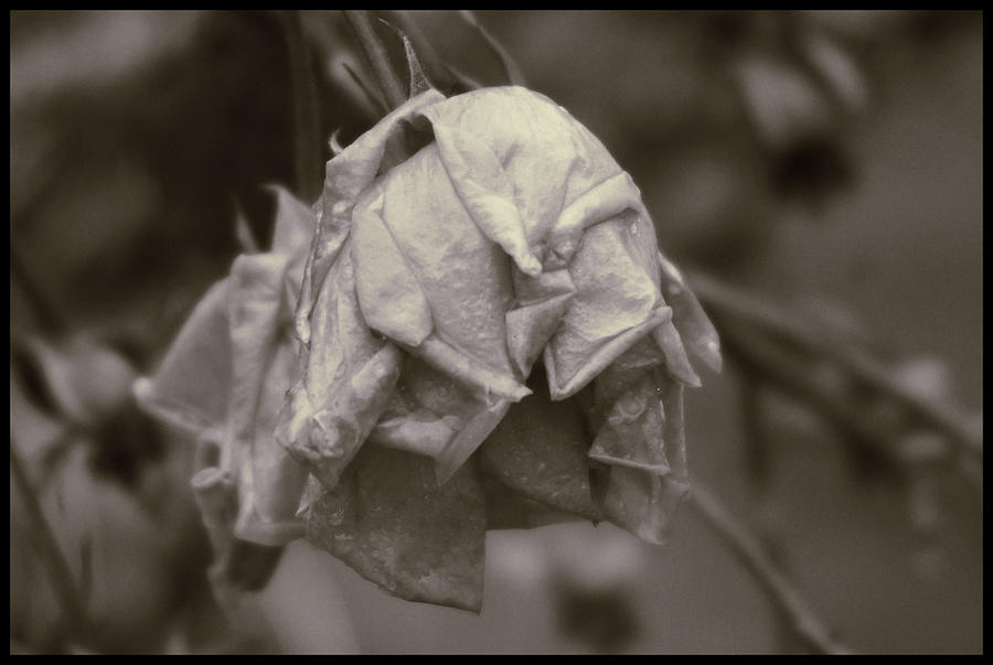 End of a Rose Photograph by Ron Roberts