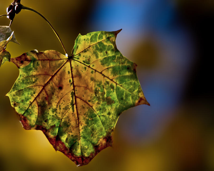 End of Fall Photograph by Tom Gari GalleryThreePhotography Fine Art