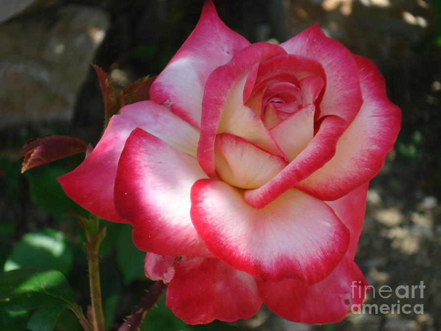 Rose Photograph - End of June Bloom by De La Rosa Concert Photography