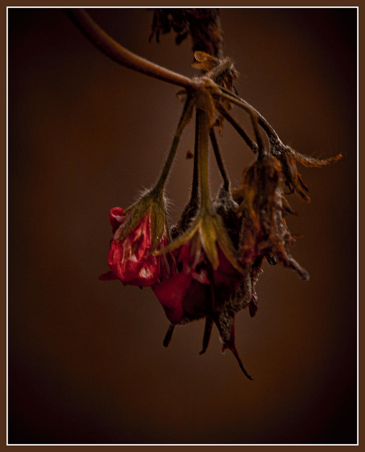 Winter Photograph - End of Life by Ron Roberts