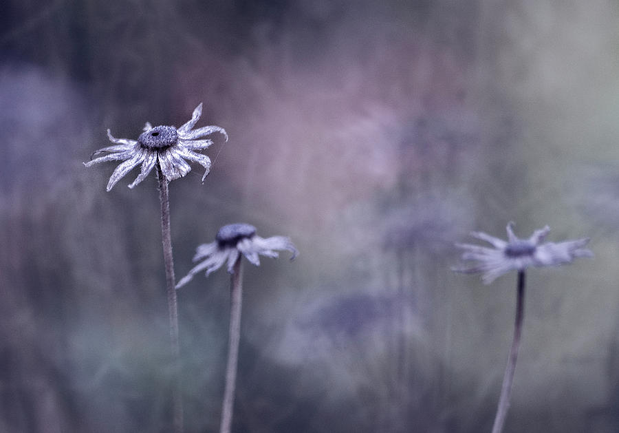 Flower Photograph - End Of Season by Bernadette Heemskerk
