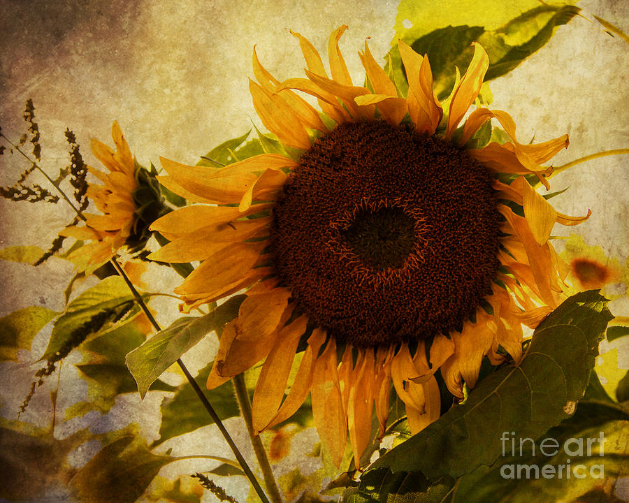 Flower Photograph - End Of The Day by K Hines