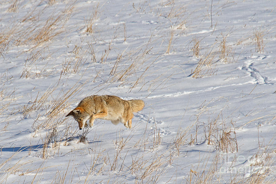 Coyote Photograph - End of the Line by Jim Garrison