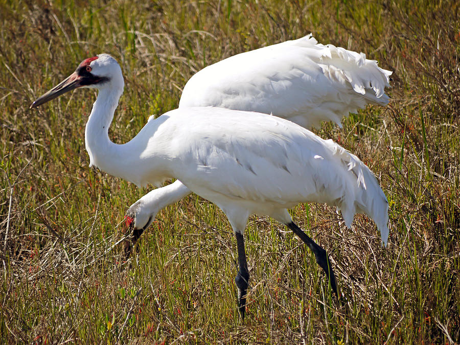 Endangered Beauty - Whooping Cranes Photograph