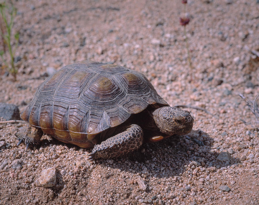 Endangered Desert Tortoise, (gopherus Photograph by Greg Probst