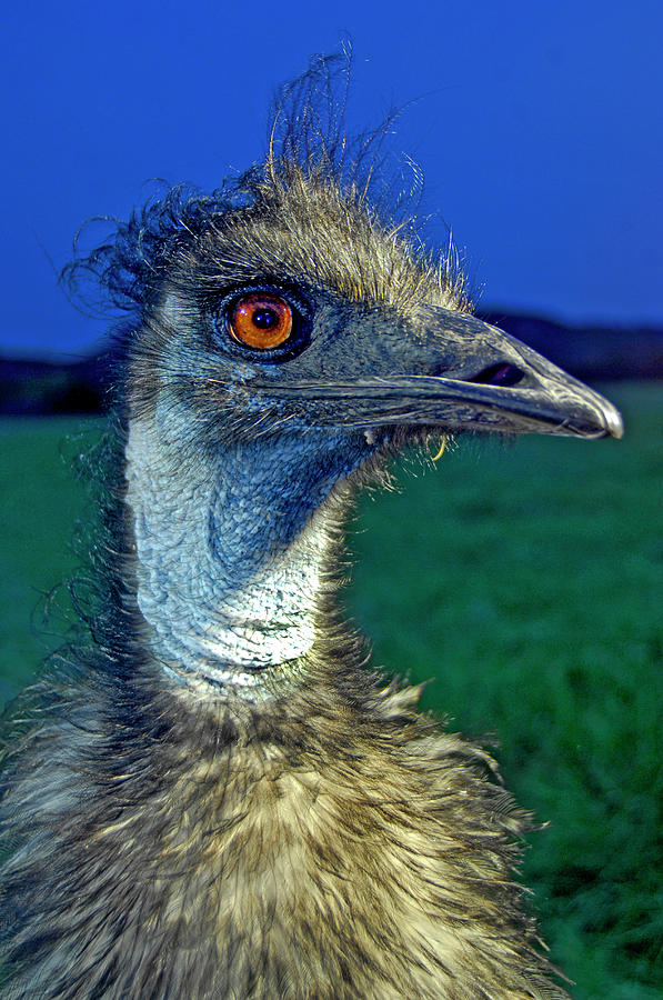 Emu Photograph - Endangered Emu In Texas by Kevin Vandivier