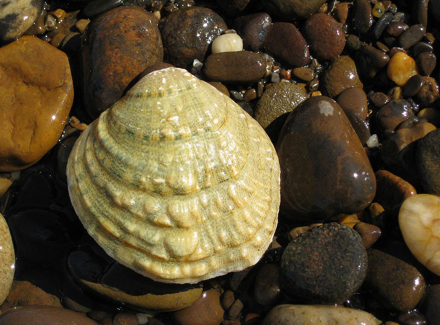 Endangered Fanshell Mussel Photograph by USFWS/Science Source Fine
