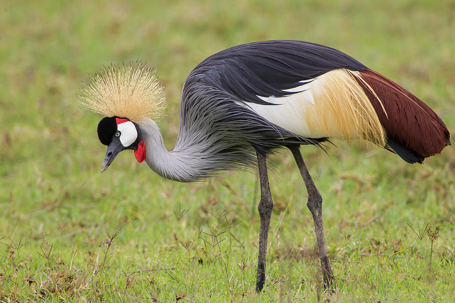 Endangered Grey-crowned Crane Photograph by James Heupel - Fine Art America