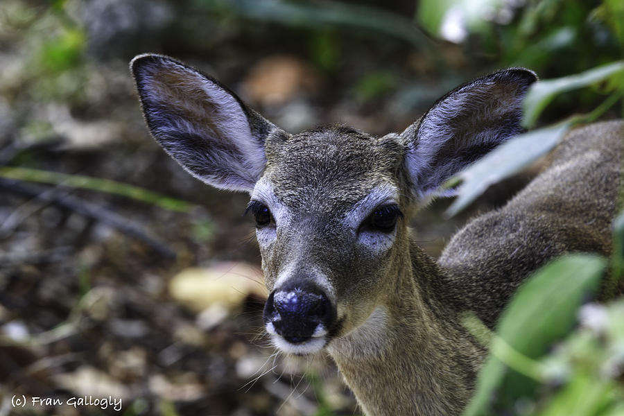 Endangered Key Deer Photograph By Fran Gallogly Fine Art America   Endangered Key Deer Fran Gallogly 