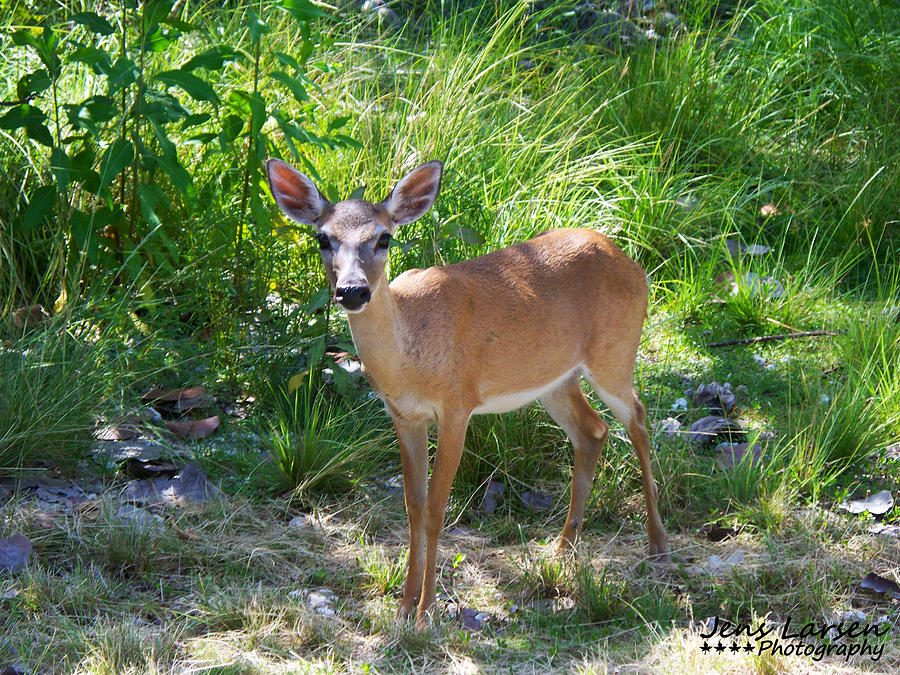 Endangered Key Deer Photograph by Jens Larsen - Fine Art America