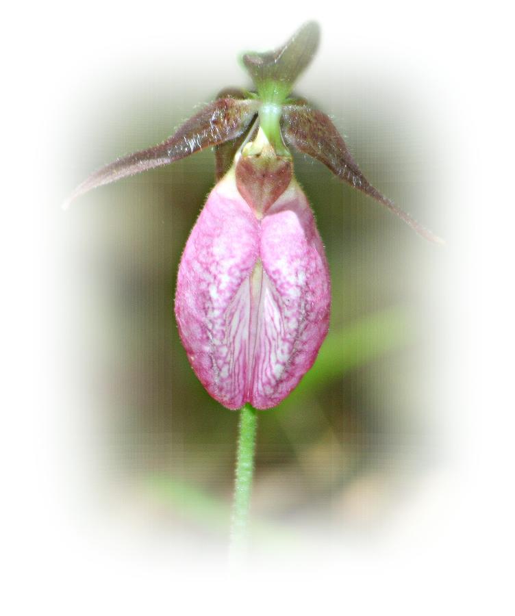 Endangered Lady Slipper Photograph by Barbara S Nickerson
