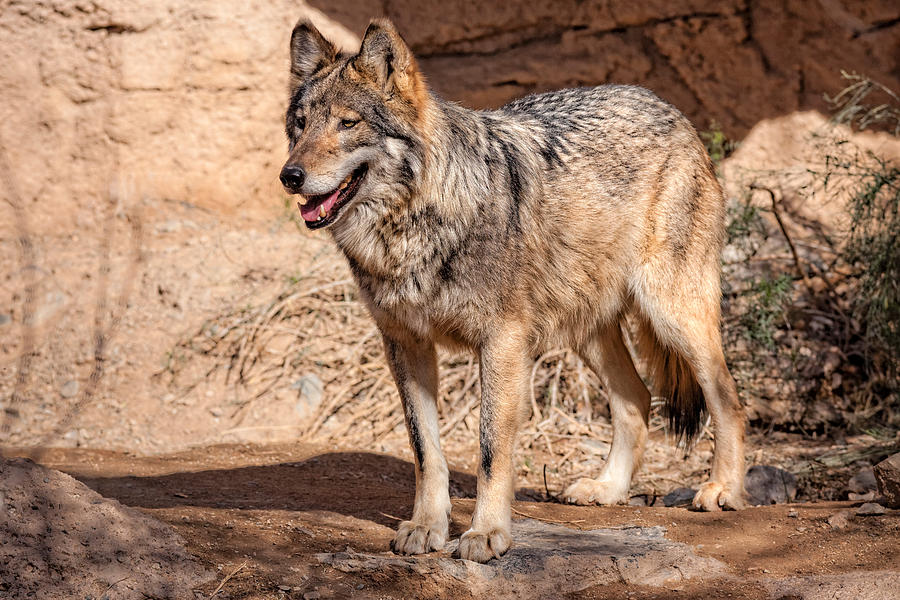Endangered Mexican Wolf Photograph by E.r. Degginger