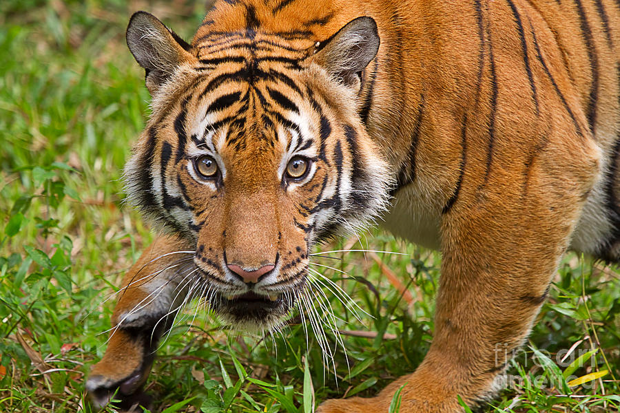 Endangered Species Sumatran Tiger Photograph by Louise Heusinkveld