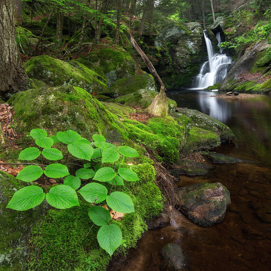 Waterfall Photograph - Enders Falls Green Square by Bill Wakeley