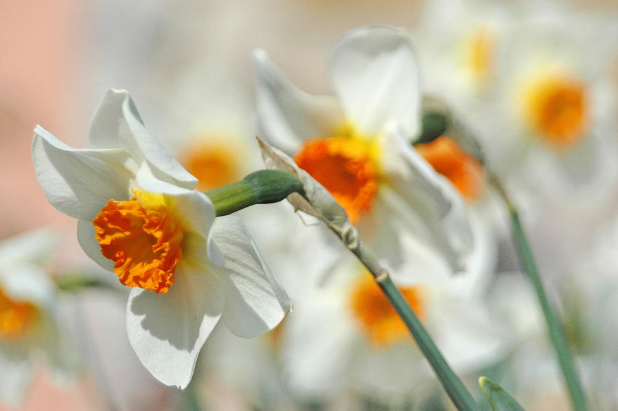 Endless Daffodils Photograph by Lara Ellis