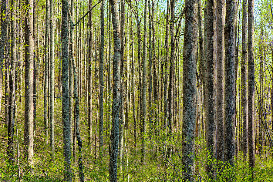 Endless Forest I Photograph by Dan Carmichael