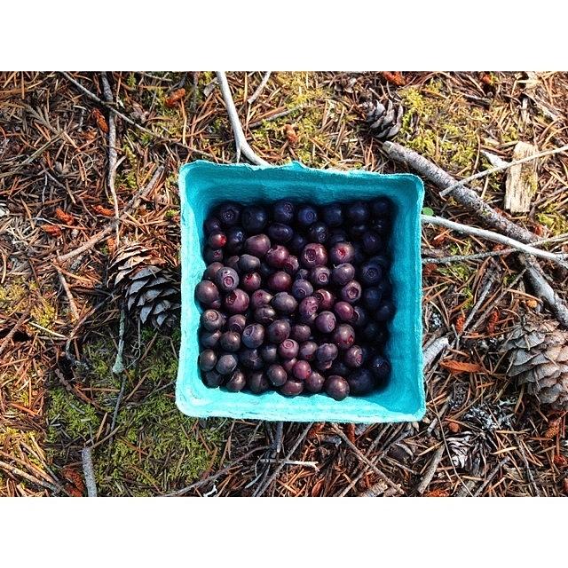 Endless Pints Of Wild Blueberries. Top Photograph by Taylor Schefstrom