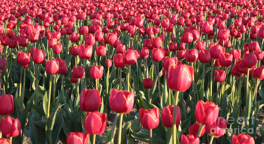 Endless Red Tulips Canvas Photograph by Carol Groenen