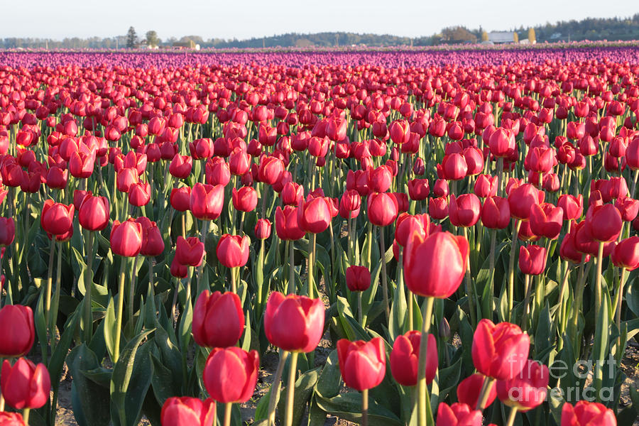 Endless Red Tulips Photograph by Carol Groenen