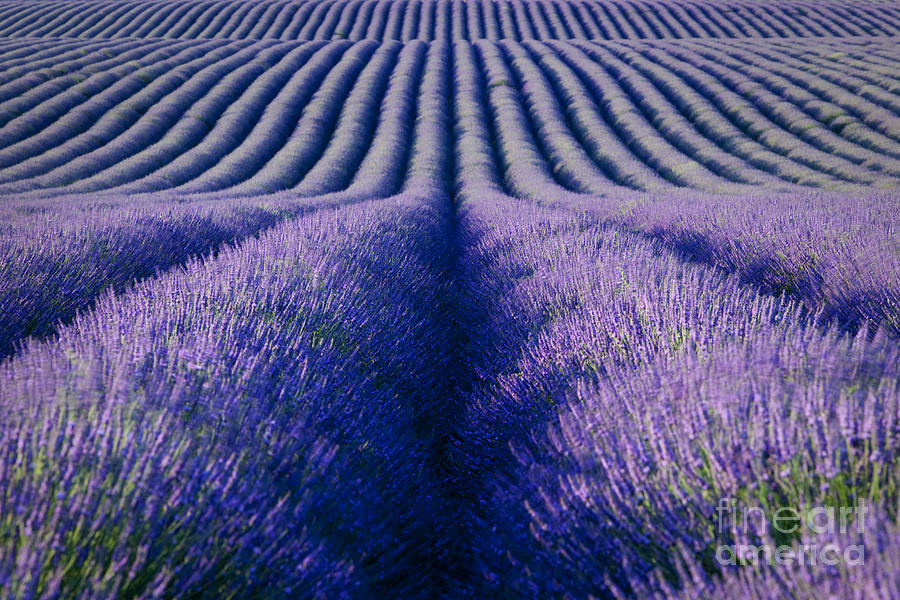 Endless Rows - Provence France Photograph by Brian Jannsen