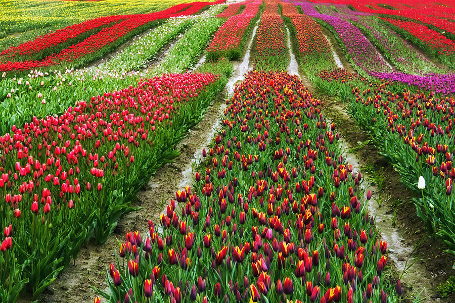 Endless waves of tulips Photograph by Eti Reid