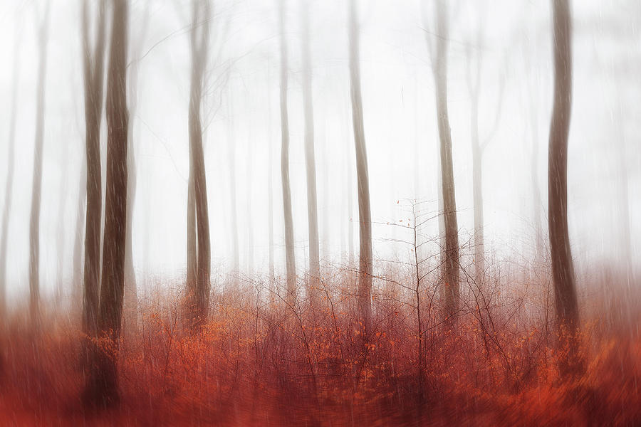 Endless Woods Photograph by Gustav Davidsson