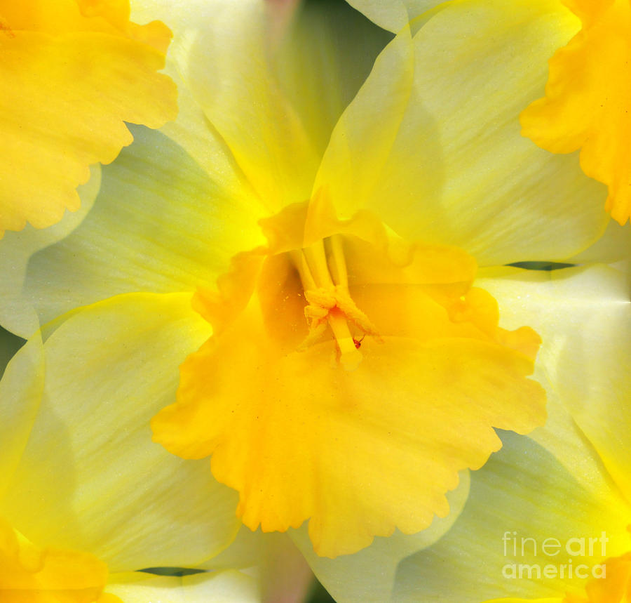 Spring Photograph - Endless Yellow Daffodil by Judy Palkimas