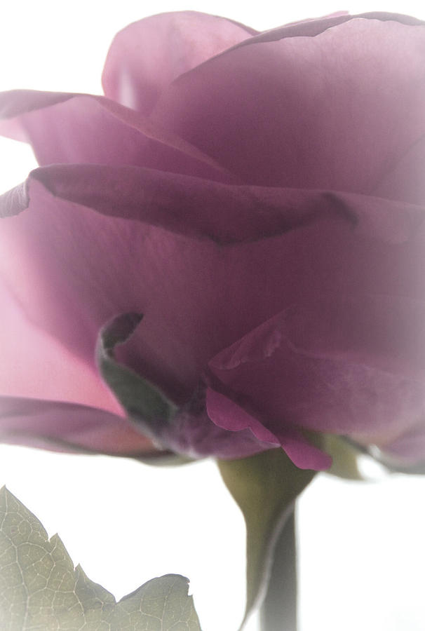 Rose Photograph - Endlessly by The Art Of Marilyn Ridoutt-Greene