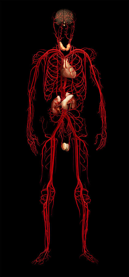 Endocrine System, Male Figure Photograph by Anatomical Travelogue