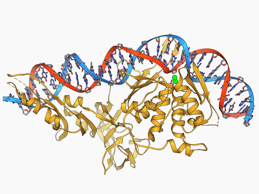 Endonuclease And Dna Photograph by Laguna Design/science Photo Library