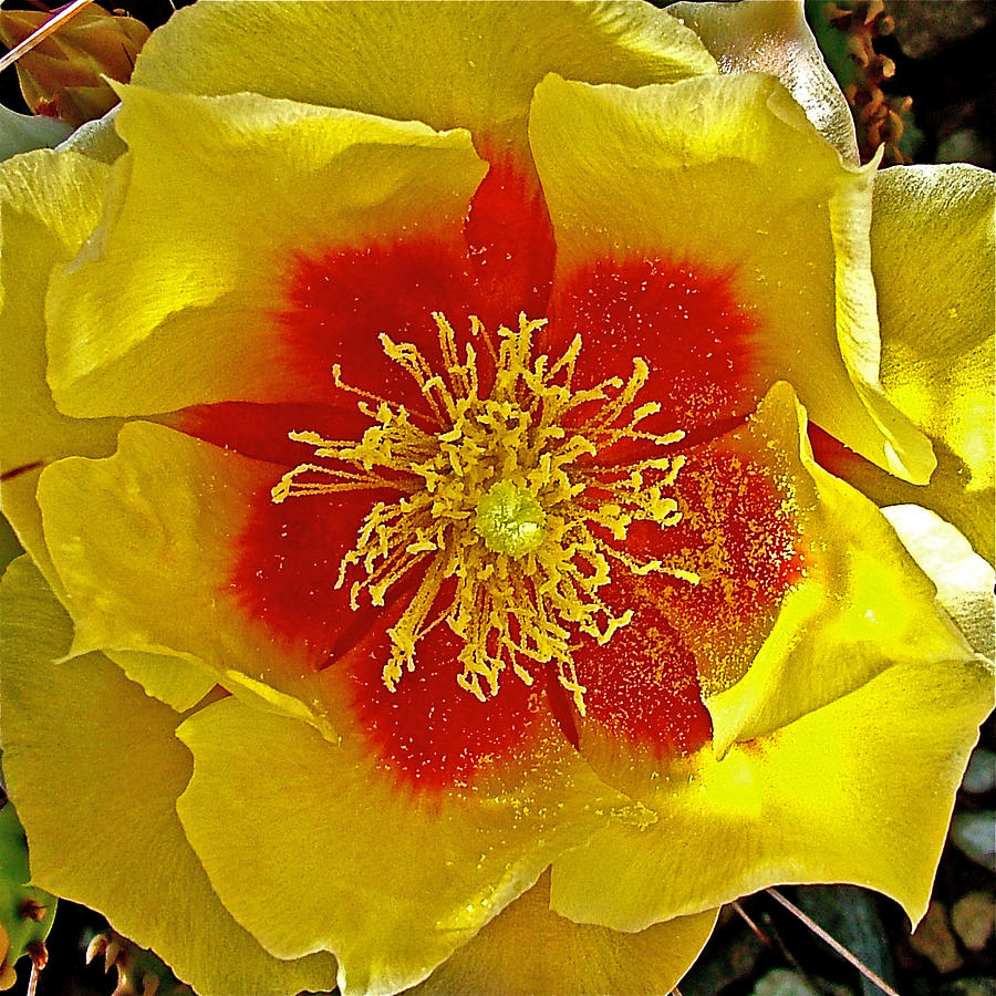 Engelmann Prickly Pear Cactus on Chihuahuan Desert Trail in Big Bend National Park-Texas Photograph by Ruth Hager