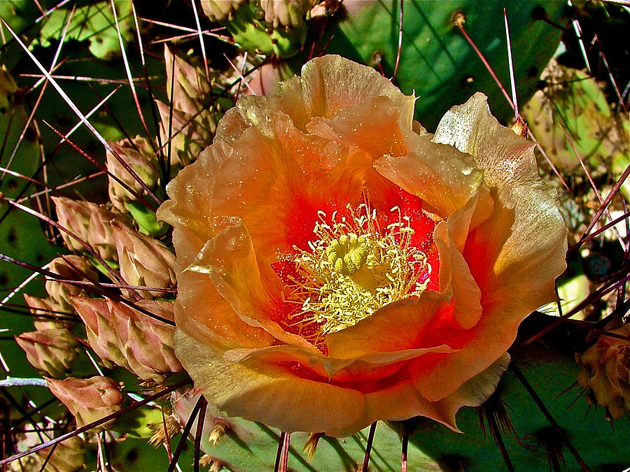 Engelmann Prickly Pear Cactus with Buds on Chihuahuan Desert Trail in Big Bend National Park-Texas  Photograph by Ruth Hager