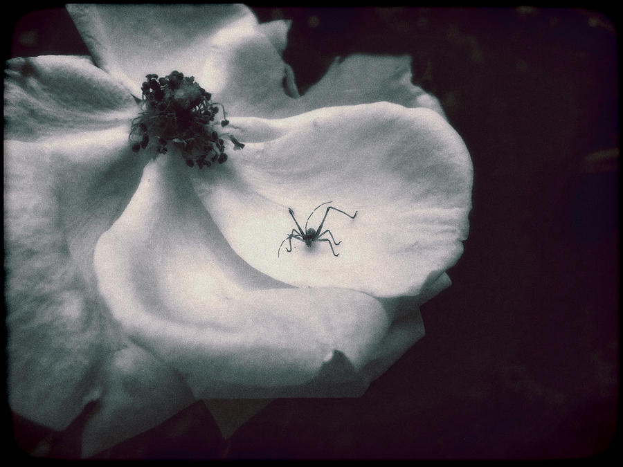 English Rose with Visiting Spider Photograph by Louise Kumpf