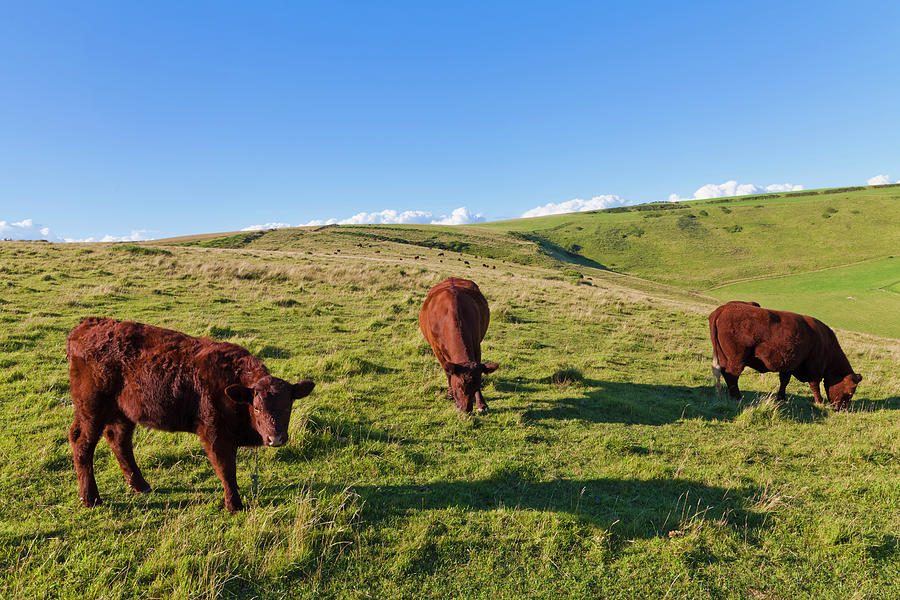 England, Cows Grazing On Pasture At Photograph by Westend61