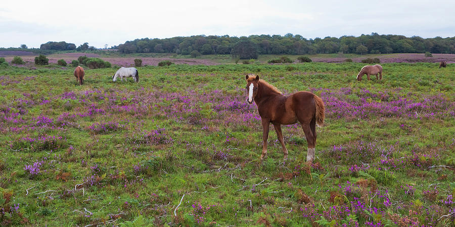 England, Hampshire, New Forest Pony Photograph by Westend61